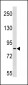 ZC3H11A Antibody (N-term)